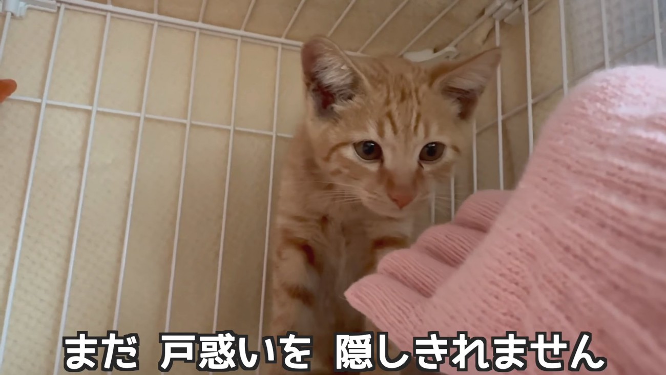 人の手を見る子猫