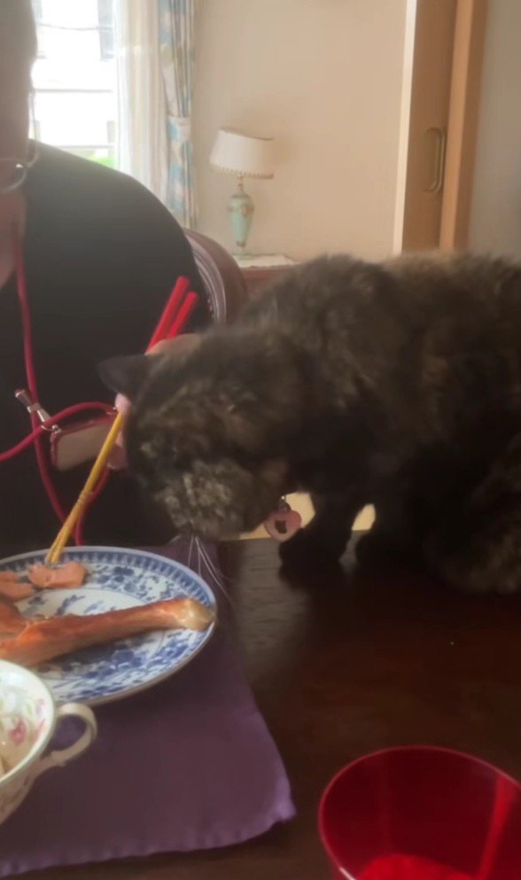 食卓の猫