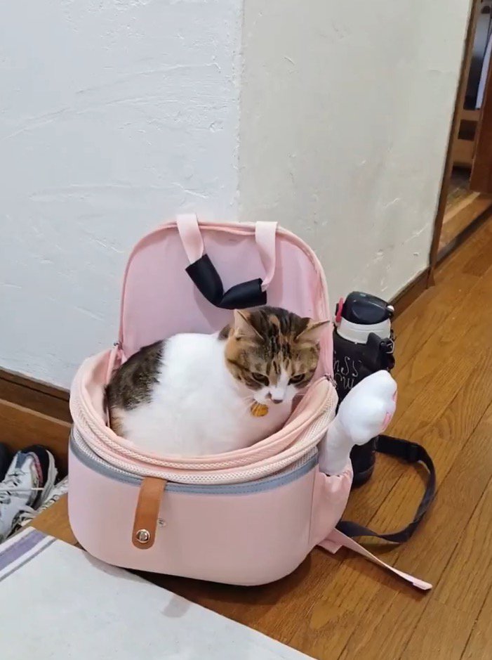カバンの中に入って下を向く猫
