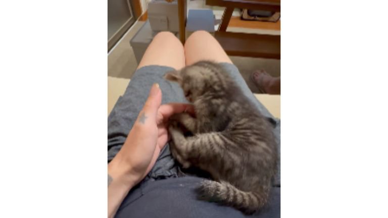 室内にいる猫