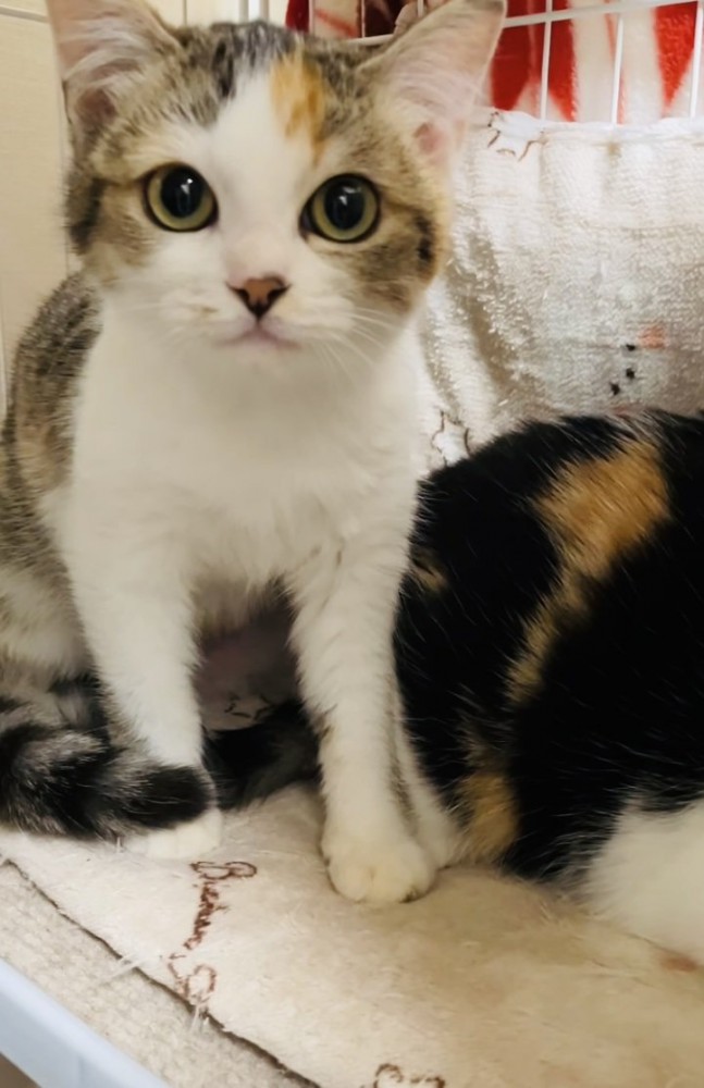 ケージの中からボランティアさんを睨む三毛猫