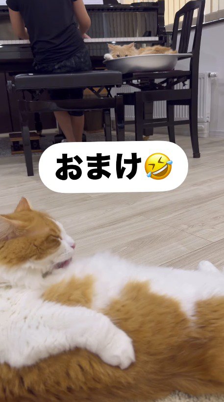 ピアノを弾く家族の後ろで毛繕いをするハチワレ猫