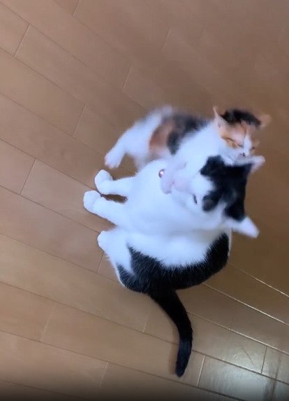 先住猫に飛び掛かる子猫