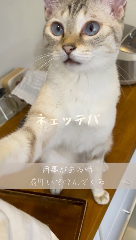 飼い主の肩に前足を乗せて話しかける猫