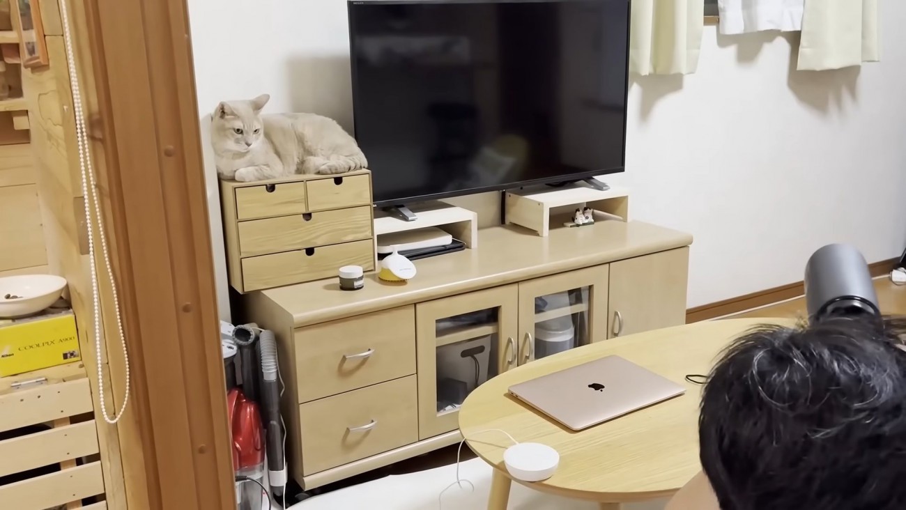 テレビ左横に猫ちゃん