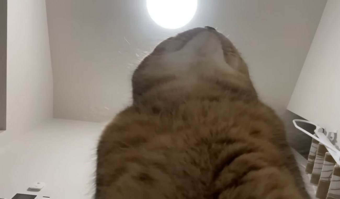 前を向く猫