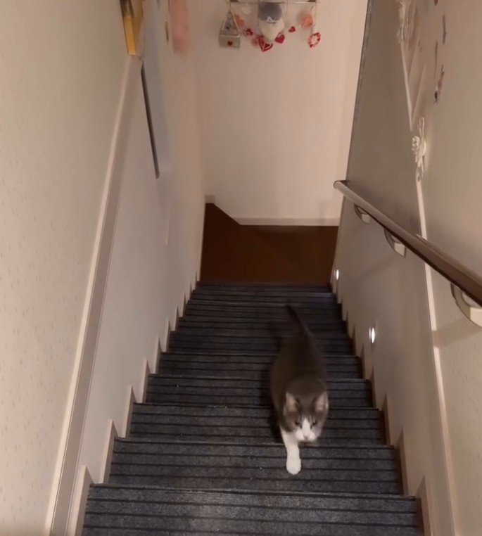 階段をのぼってくる猫3