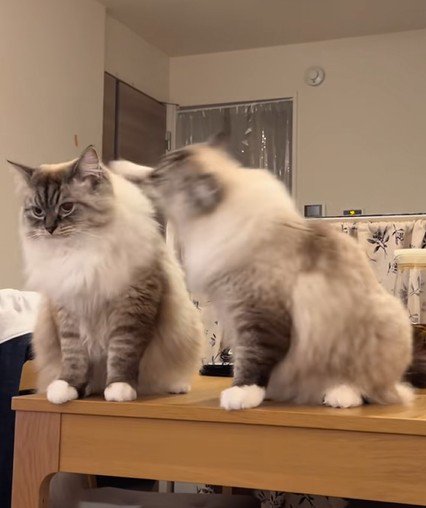 よそ見している兄猫を殴る弟猫