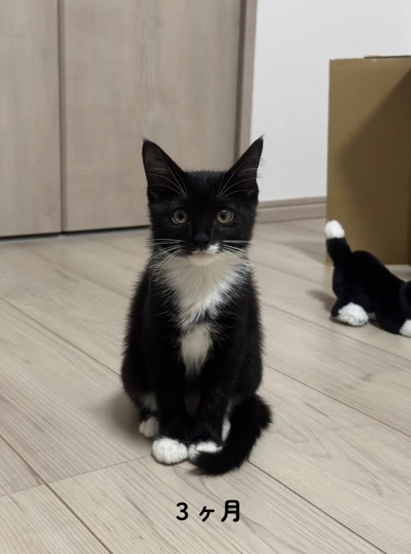 カメラ目線の猫