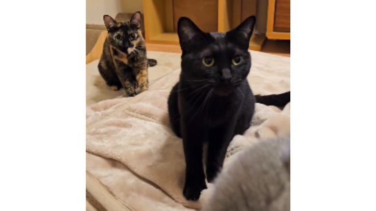 毛布にいる猫たち