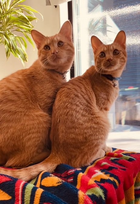 座って振り返っている2匹の猫