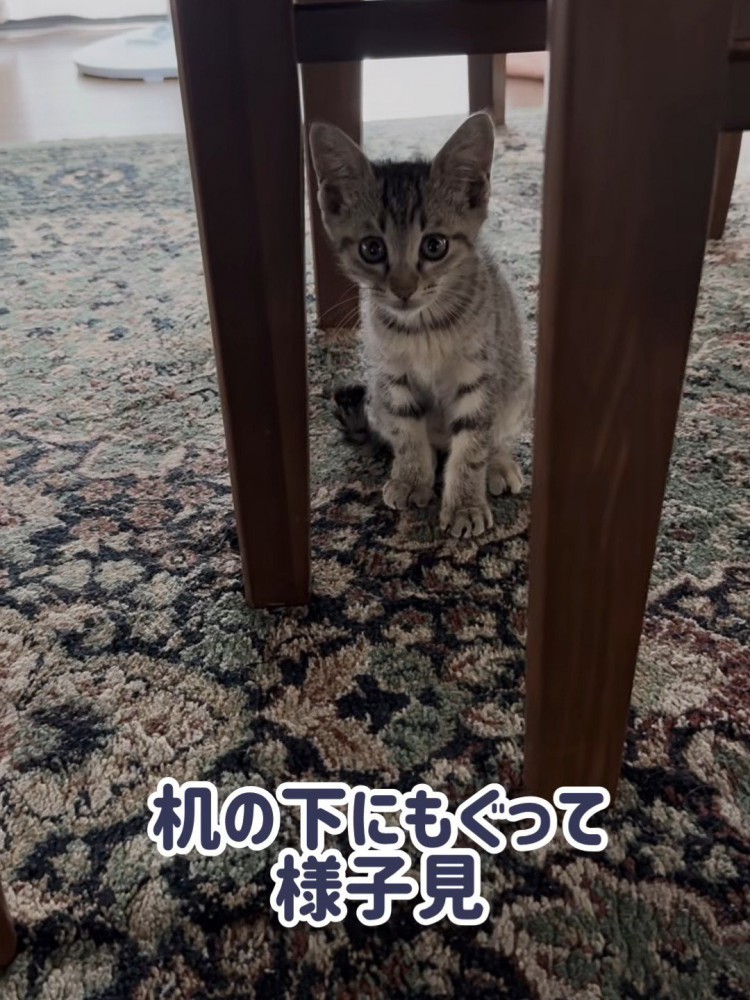 テーブルの下にいる子猫