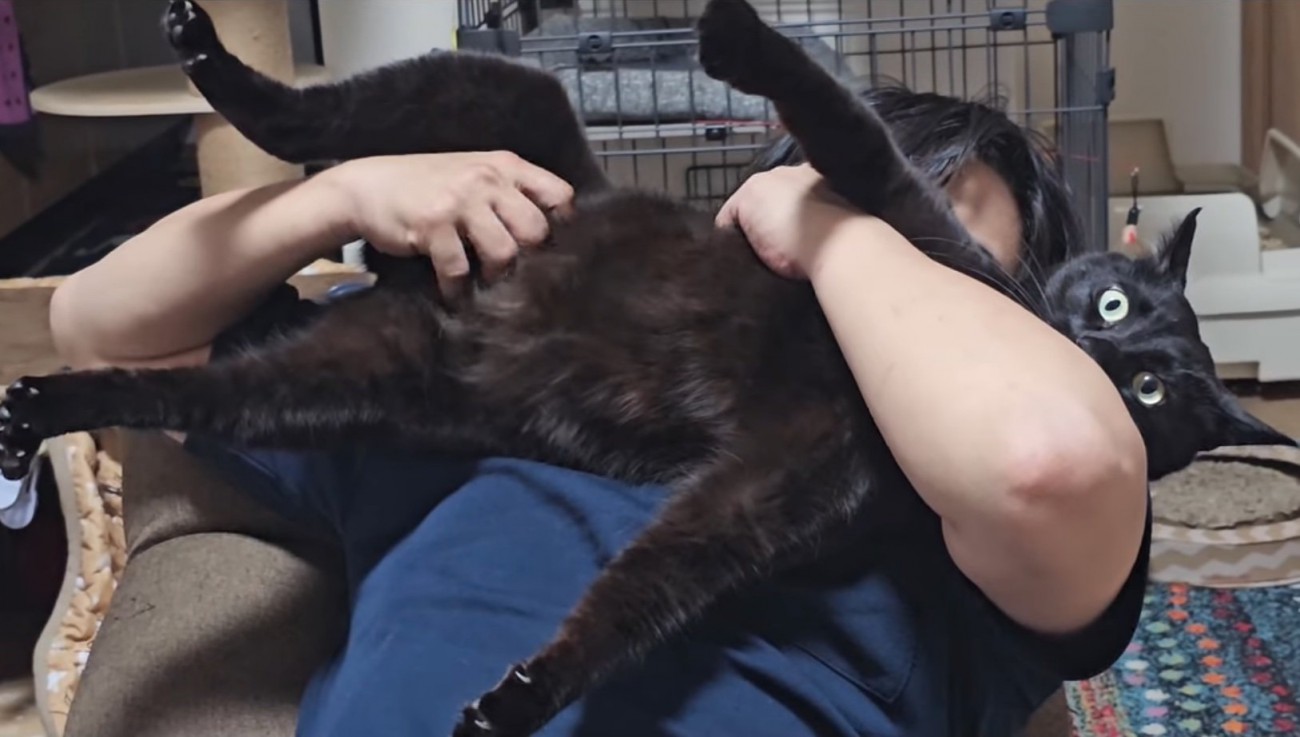 猫吸いされる猫