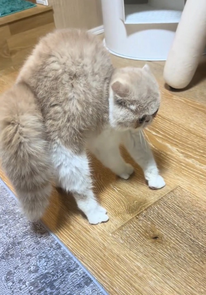 怒る猫