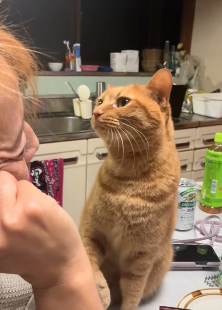 お母さんを見つめる猫