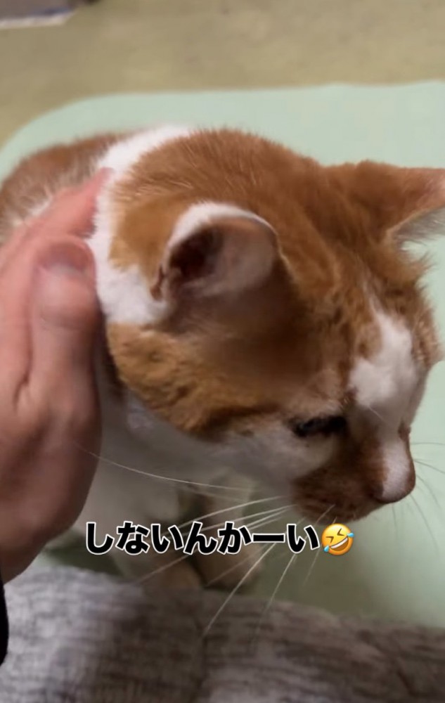 顔を擦り付ける猫