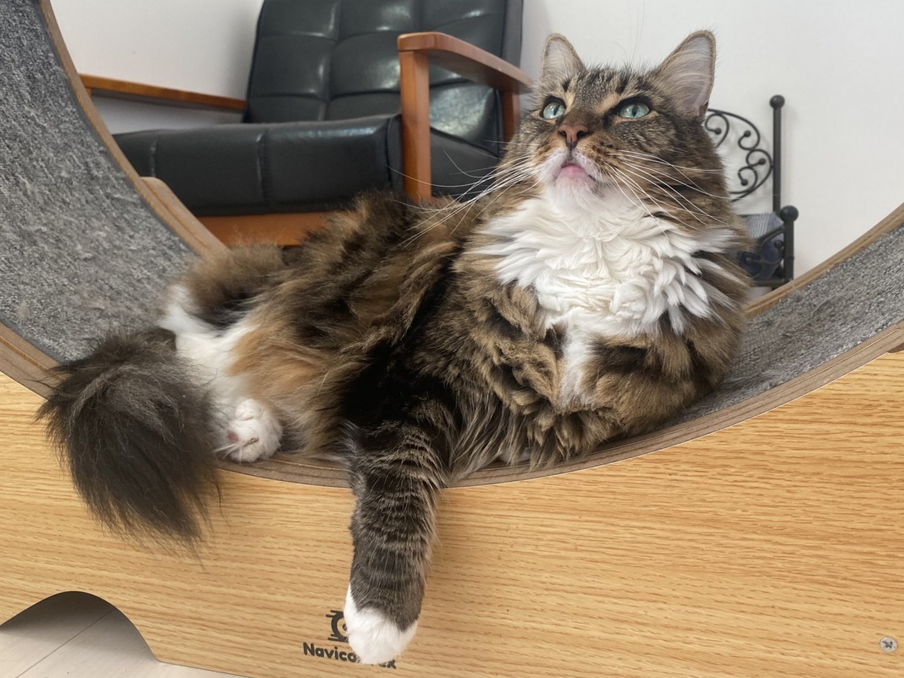 横座りでくつろぐメインクーン