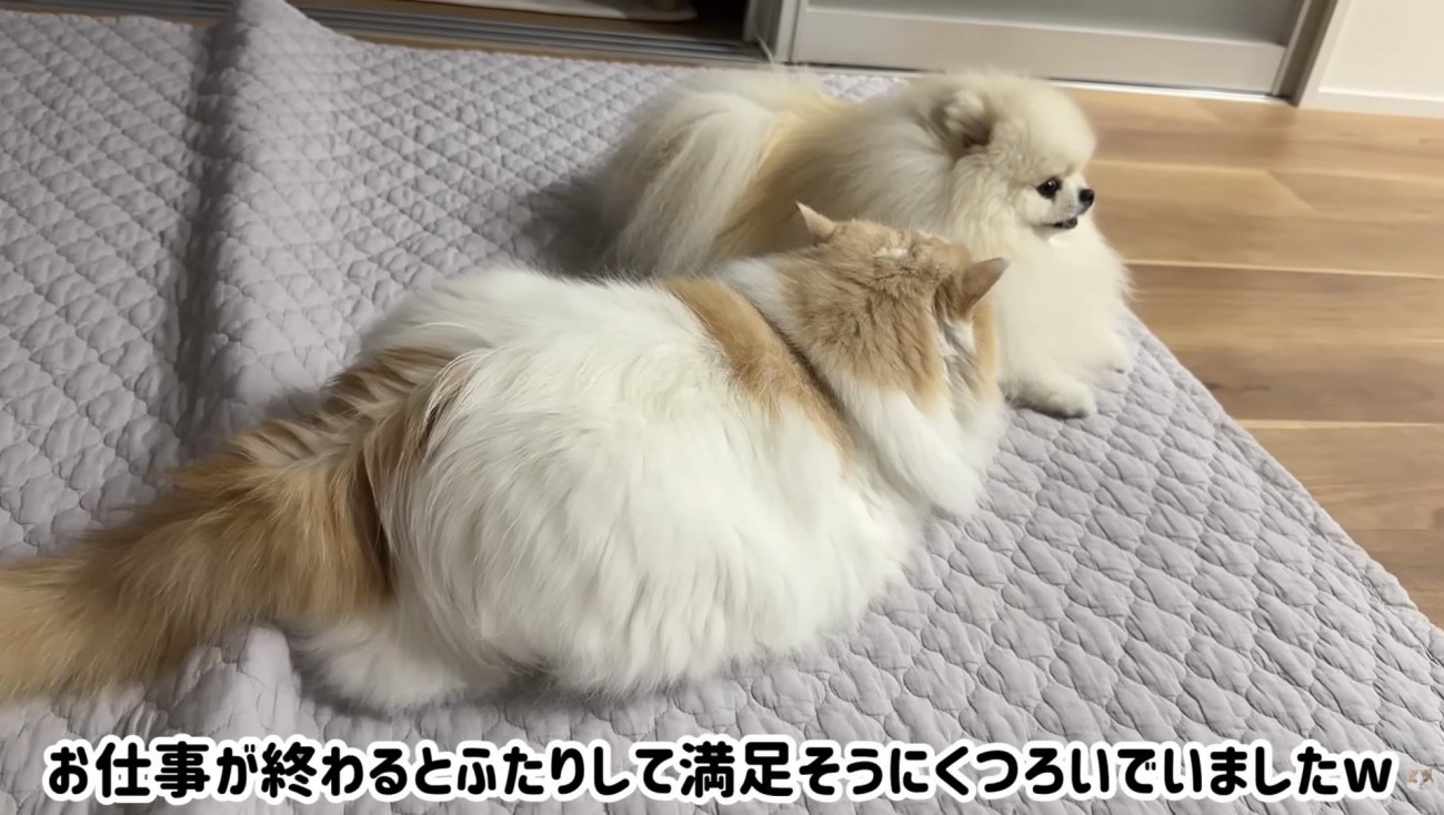 満足そうにくつろいでいる二匹