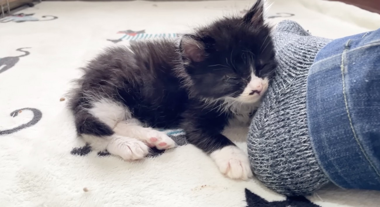 うとうとする黒い子猫