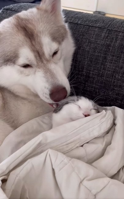 犬に舐められている子猫