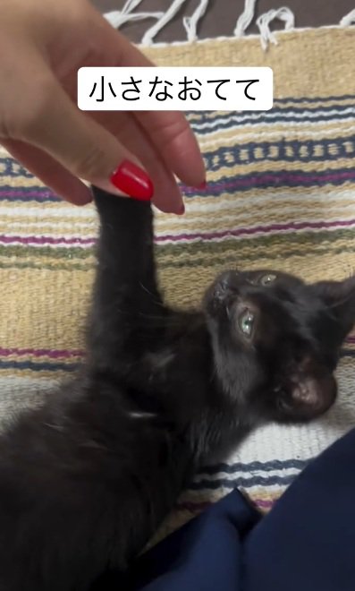 寝転がっている子猫と前足を持っている飼い主