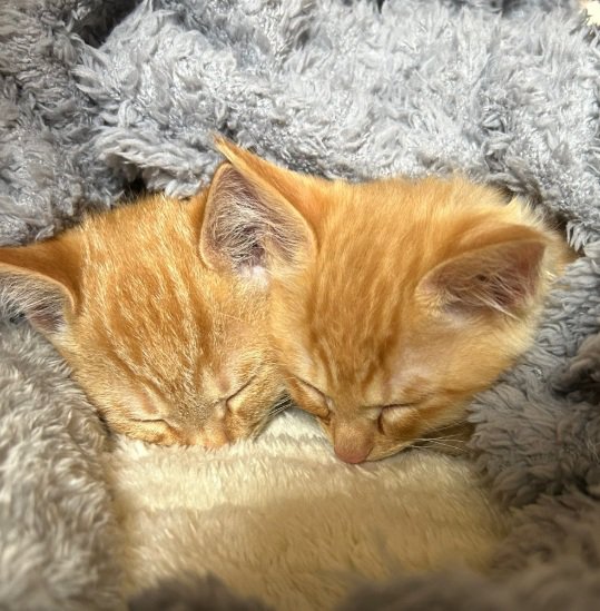 一緒に寝ている茶トラの兄弟猫