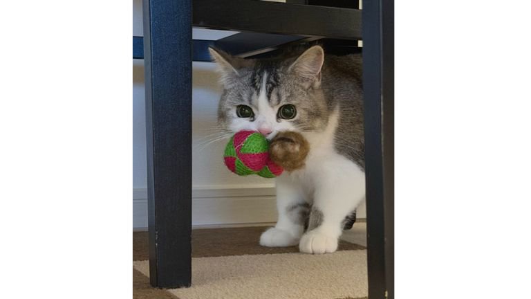 おもちゃを咥えている猫