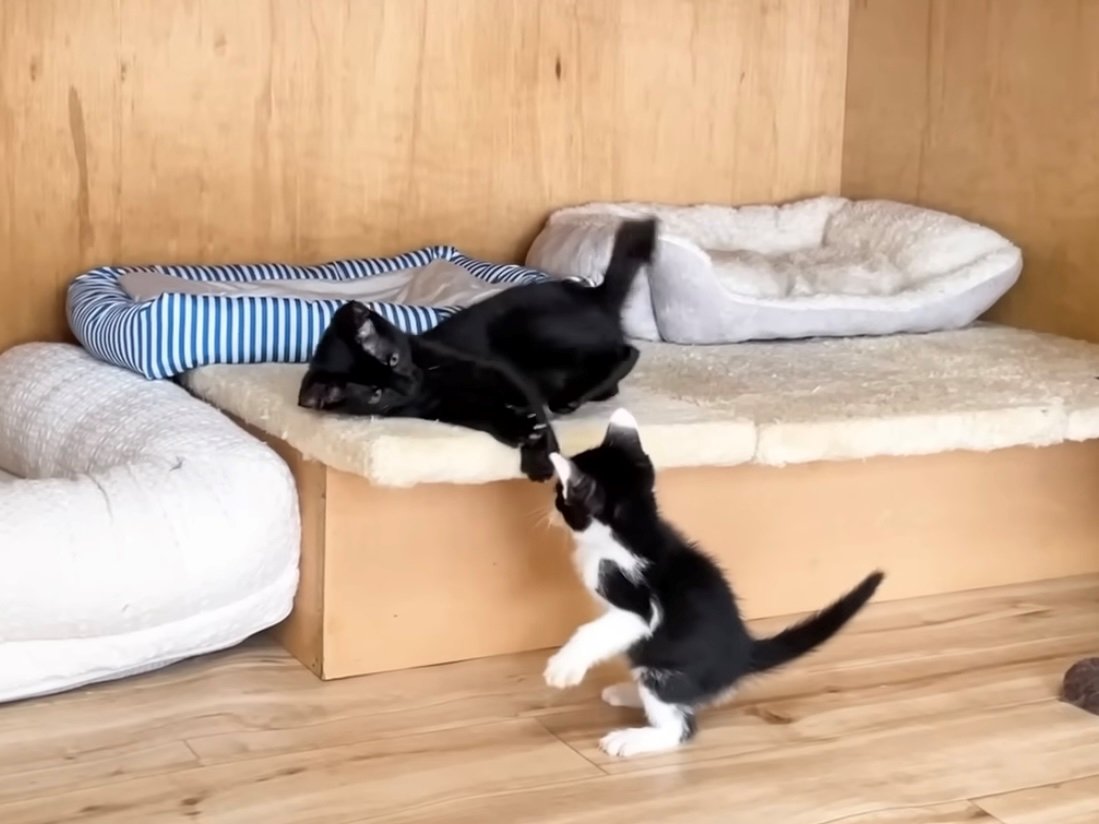 横になりつつ子猫の相手をする黒猫