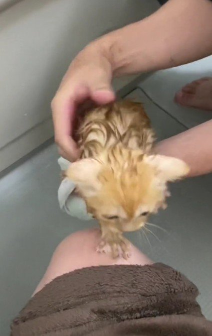 お風呂を嫌がる子猫