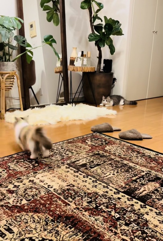 兄ミヌエットに向かって駆け出す妹ミヌエット