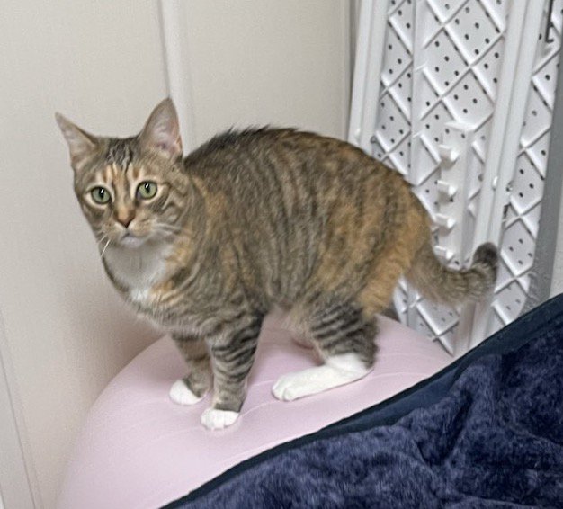 バランスボールに乗って飼い主を見つめる猫