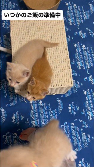 人の足をよじ登っている子猫