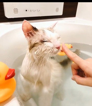 湯船に浸かっている猫