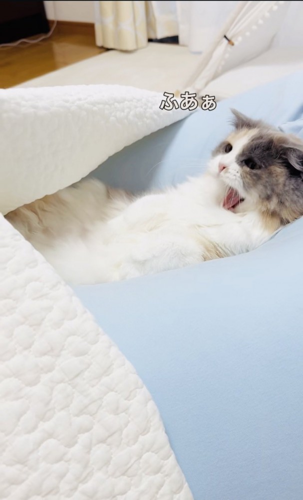 クッションでくつろぐ子猫