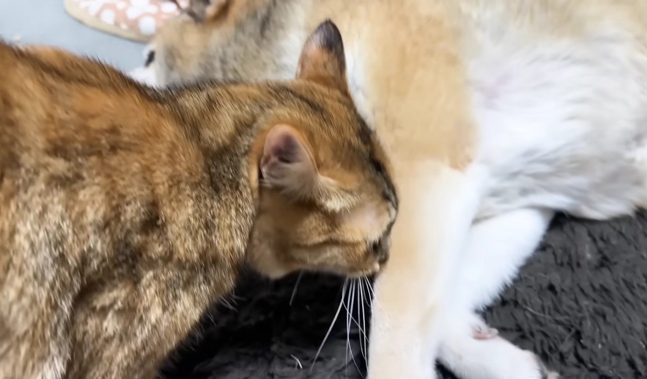 リキくんのあんよにちゅーするリサちゃん