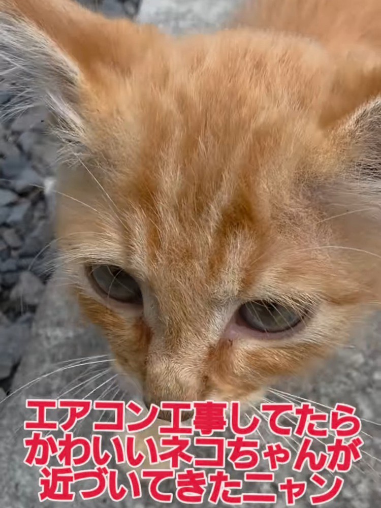 子猫の顔