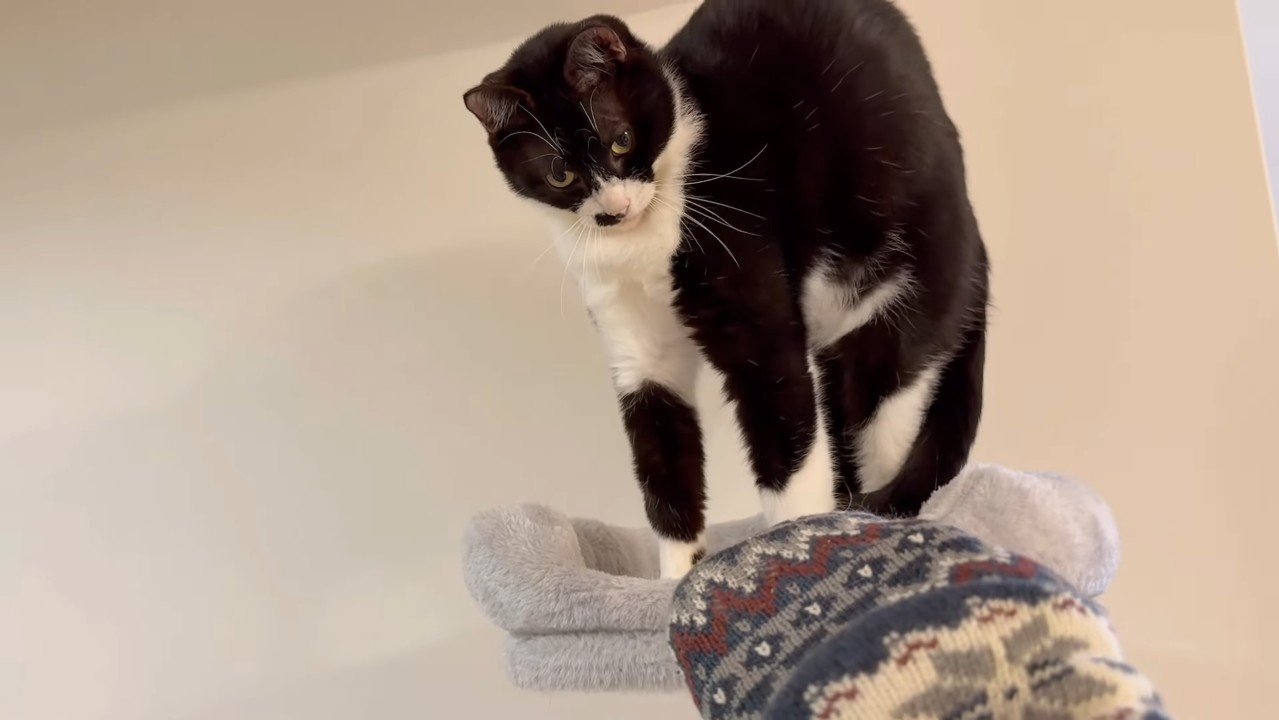 立ち上がるブッチャーくん