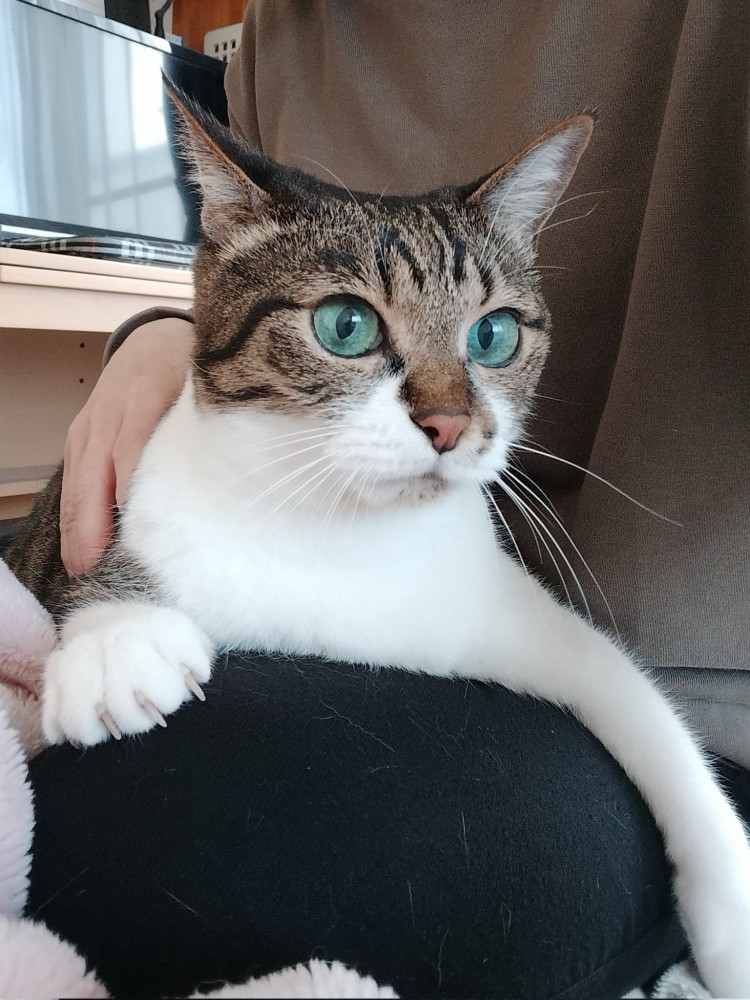 飼い主の膝の上でくつろぐ猫