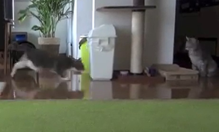 左の猫が右の猫へ駆け寄る
