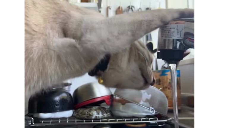 水を飲む猫