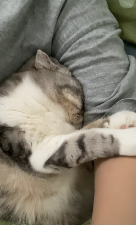 飼い主の腕にめり込んでんている小夏ちゃん