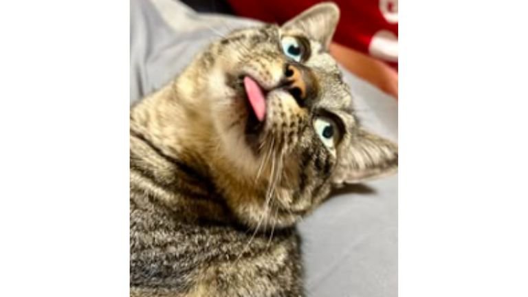 舌を出す猫