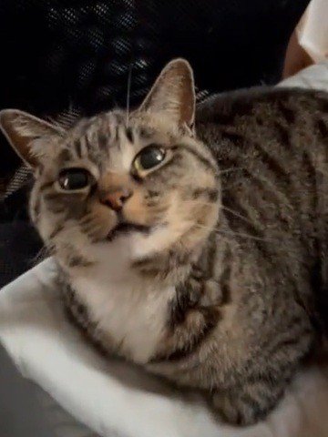 イスに座っている猫