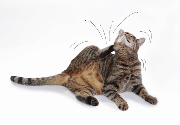 猫にノミがいるときの症状と駆除する方法 | ねこちゃんホンポ