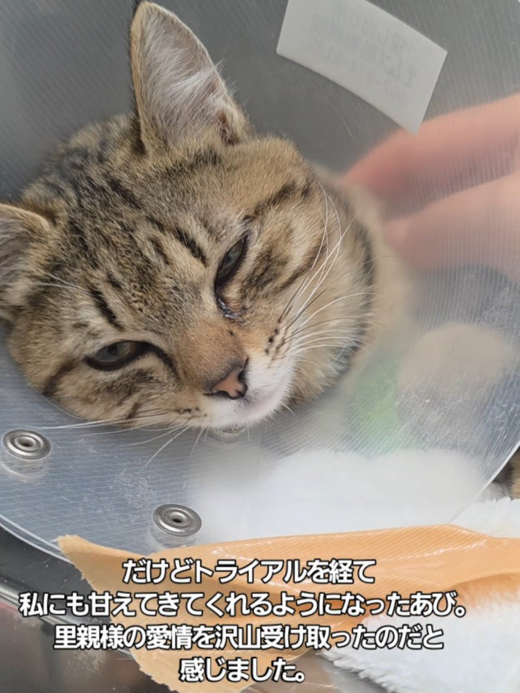 カラーをつけた子猫