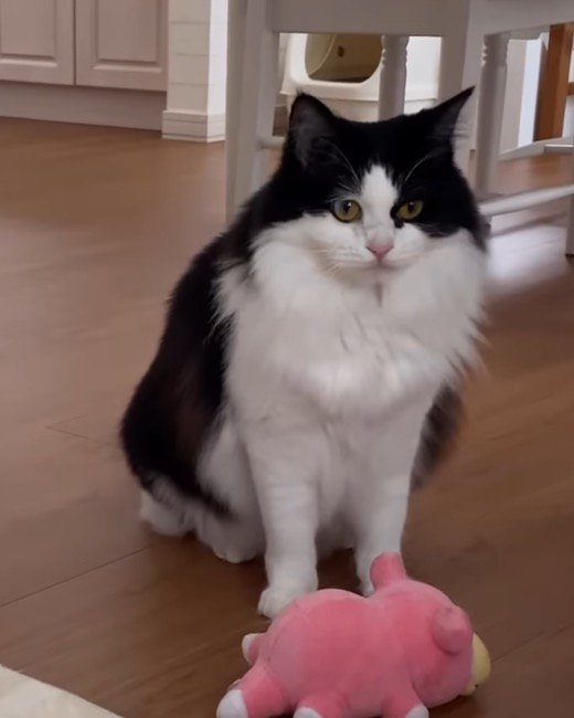 真顔で飼い主を見つめる猫