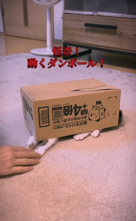 段ボール箱の下から両手を出して遊ぶ猫