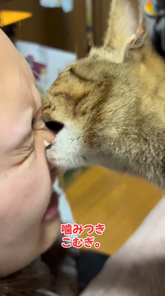 飼い主の鼻を噛む猫