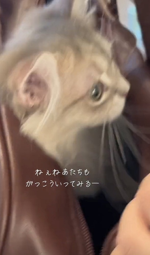 「ねぇねあたちも...」のテロップ写真