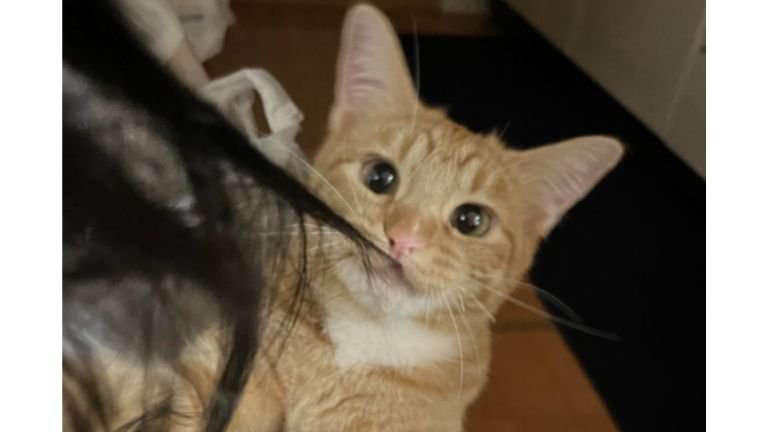 髪の毛を引っ張っていた猫